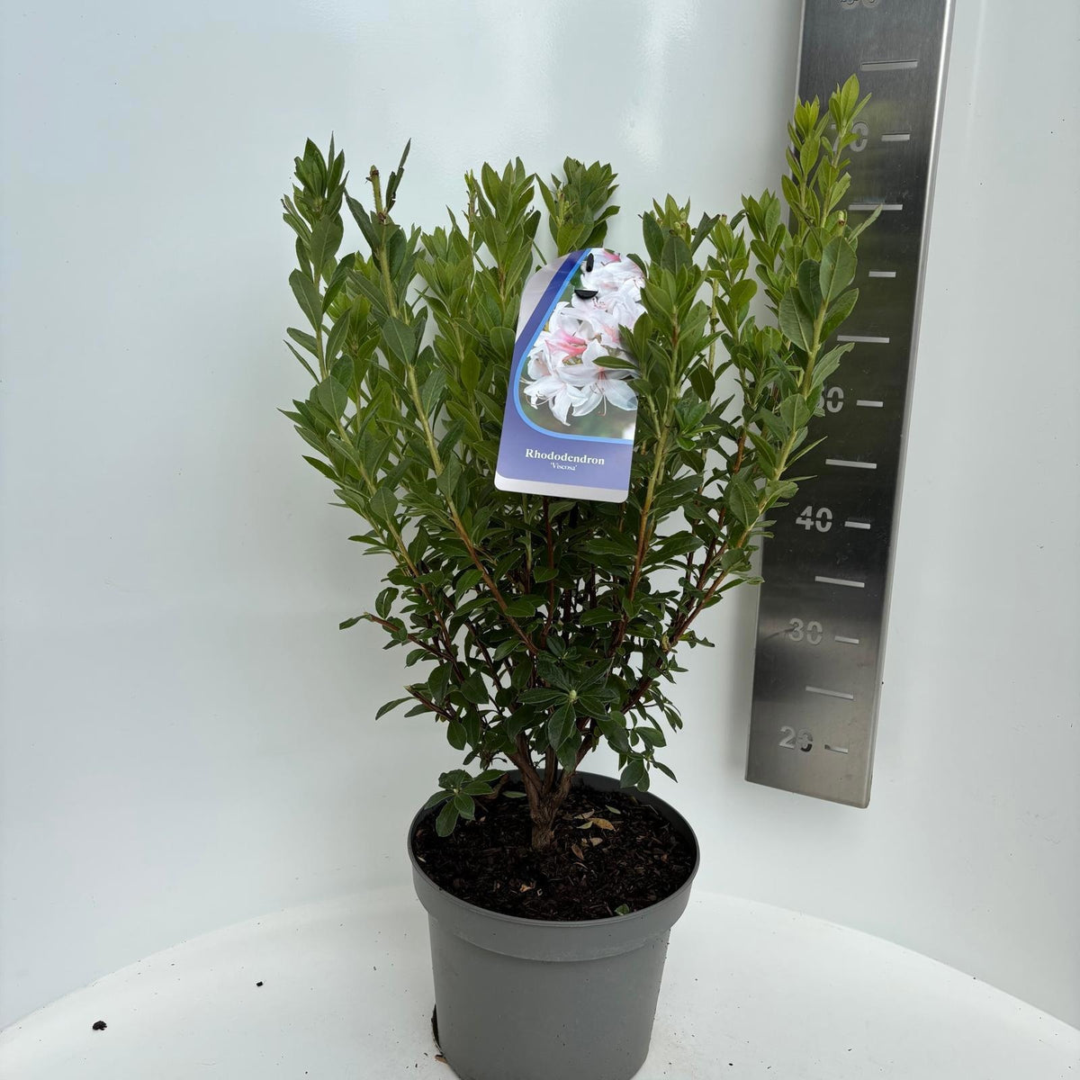 Rhododendron mollis mix 65cm 23cm Pot