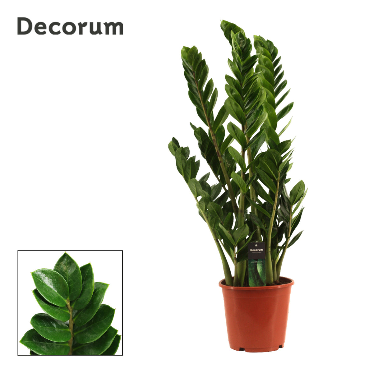 Zamioculcas zamiifolia 80cm 21cm Pot