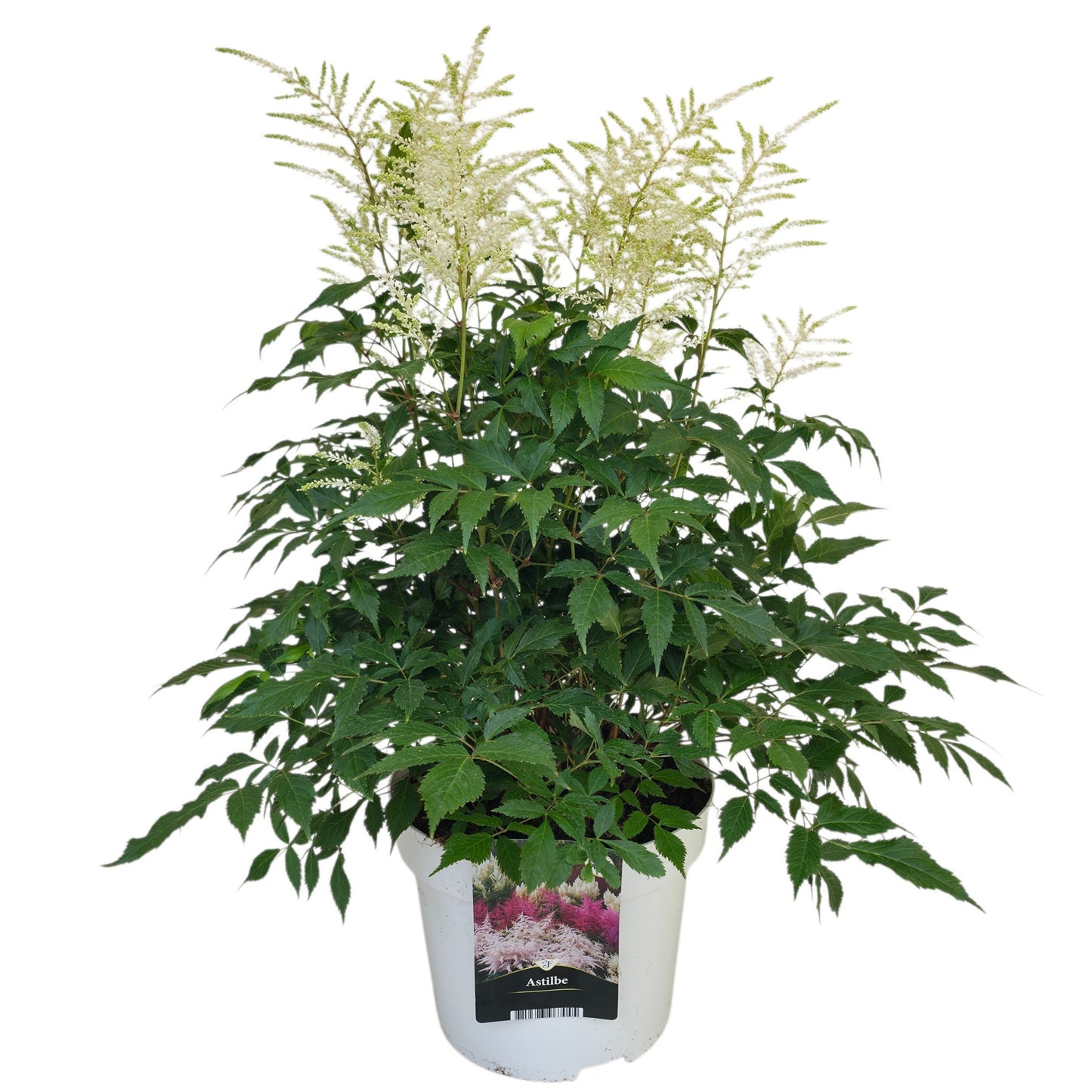Astilbe jap. Washington 60cm 23cm Pot