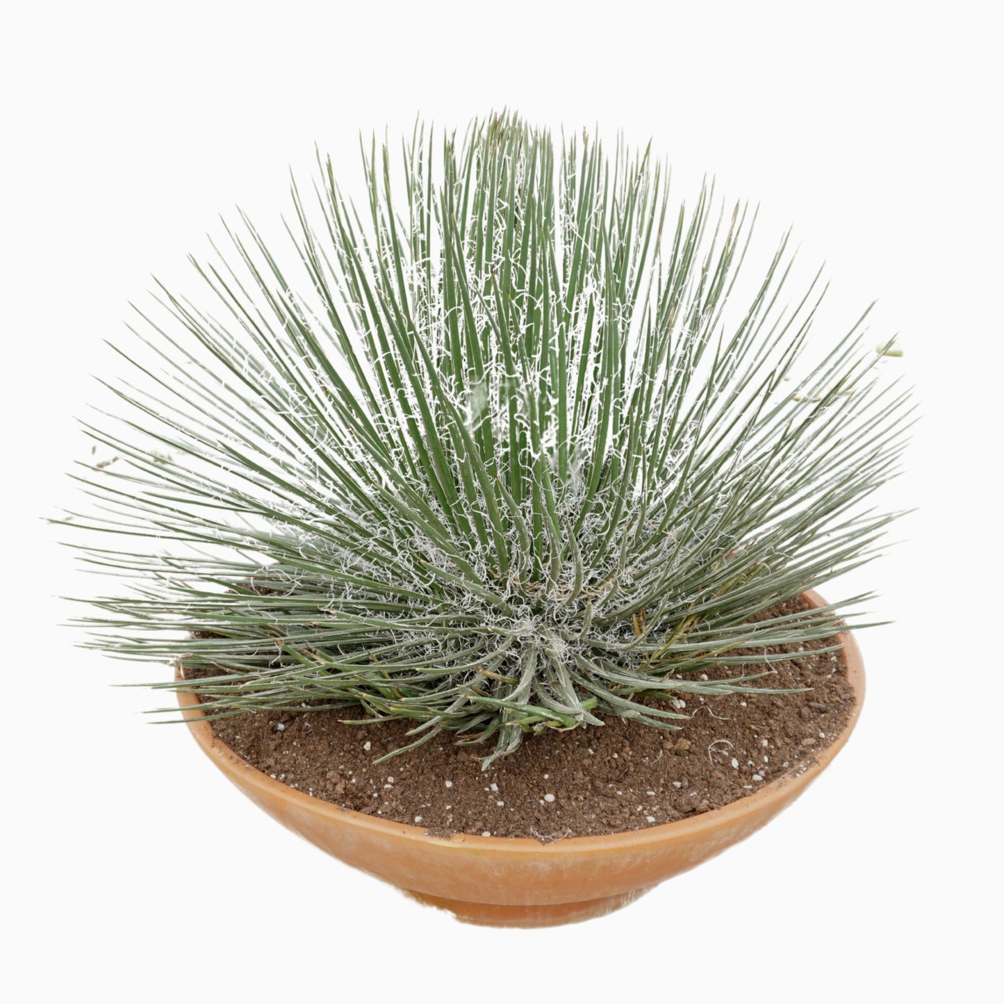 Agave 80cm 60cm Pot