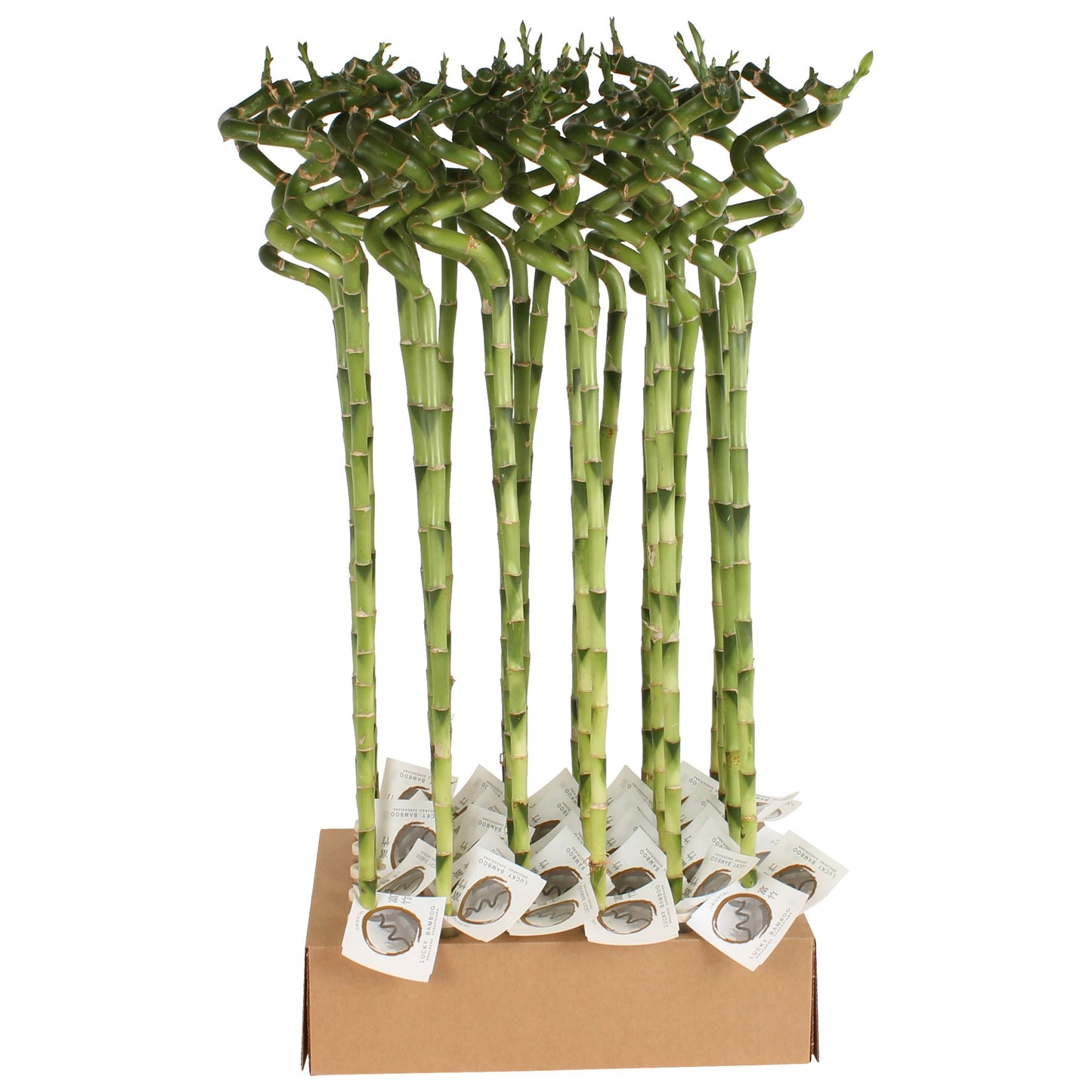 Drac. Lucky Bamboo 70cm 5cm Pot