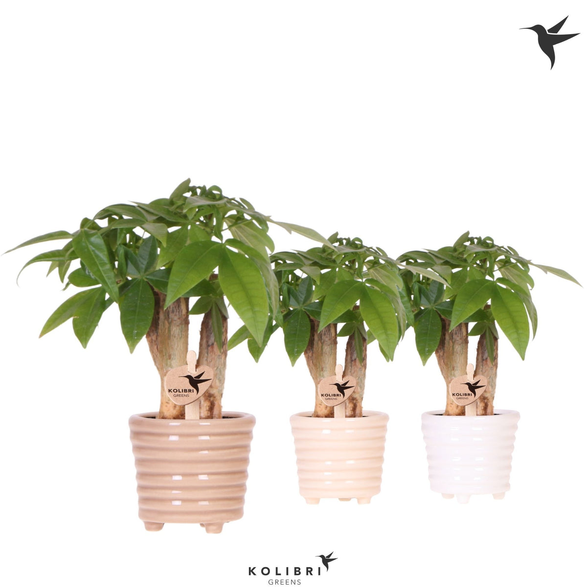Pachira aquatica 20cm 6cm Pot