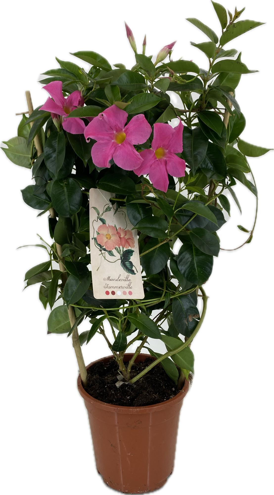 Mandevilla Rio Pink 55cm 17cm Pot