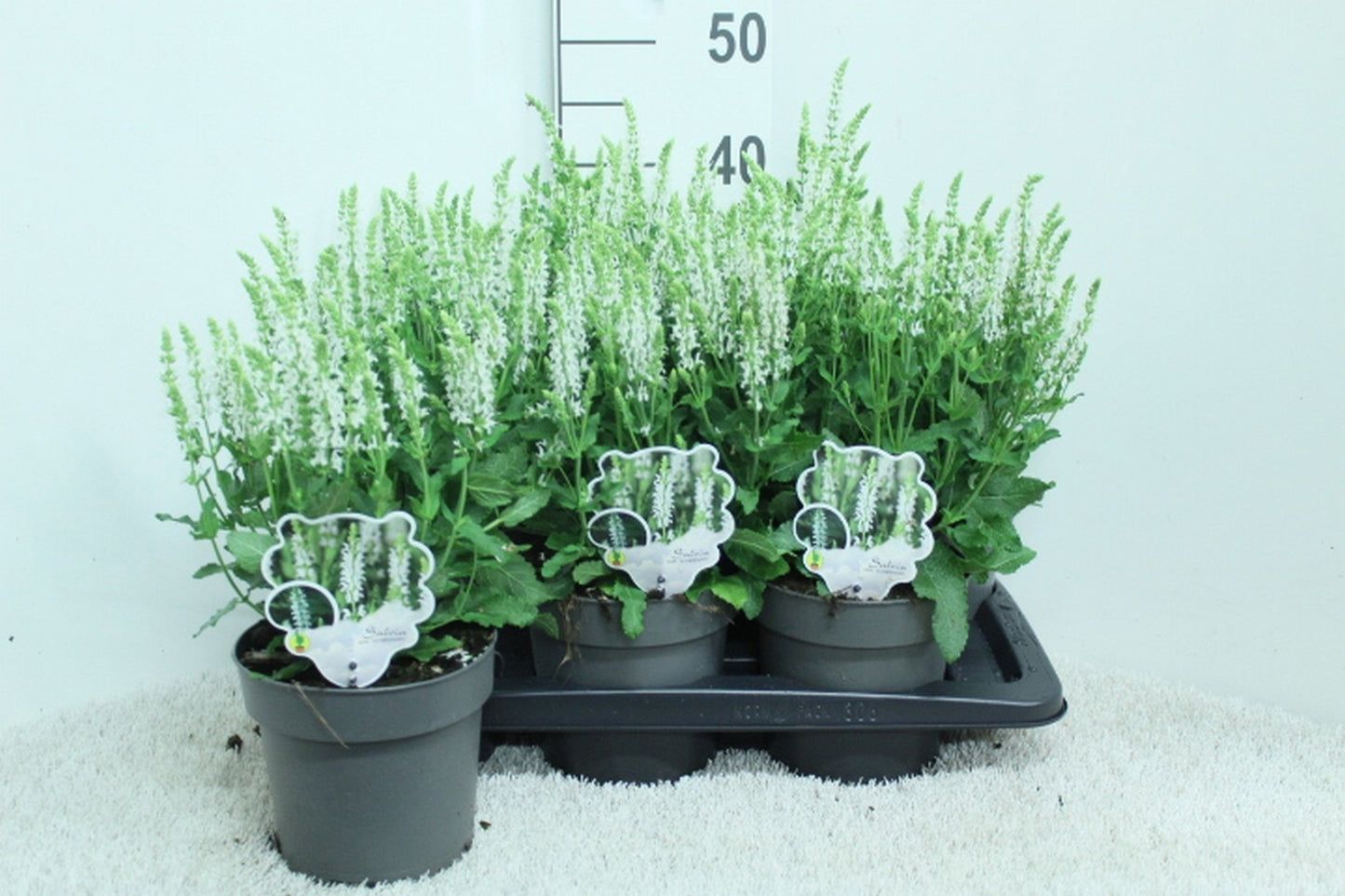 Salvia nem. Schneehuegel 45cm 17cm Pot