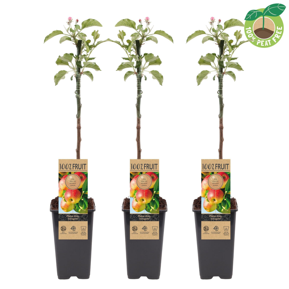 Malus domestica (Apple) Double U 50cm 15cm Pot