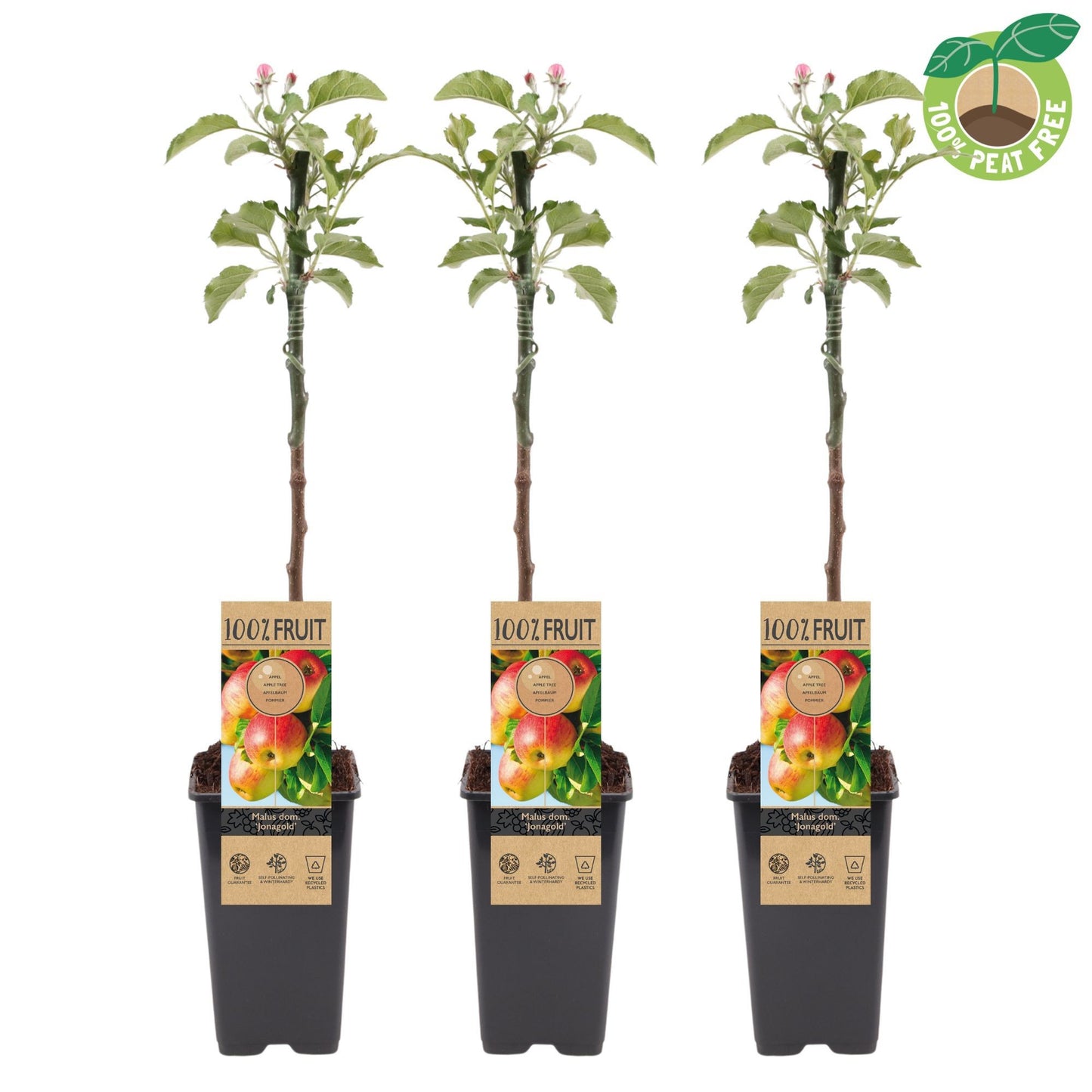 Streng Growers B.V. Malus Jonagold Highwood Pack of 10