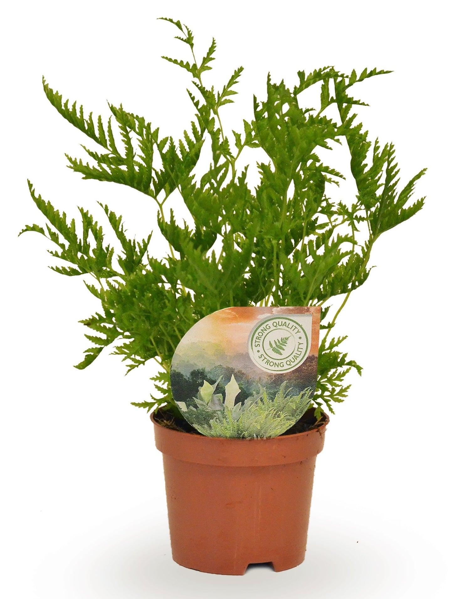Raadschelders Varens Pteris straminea Pack of 18