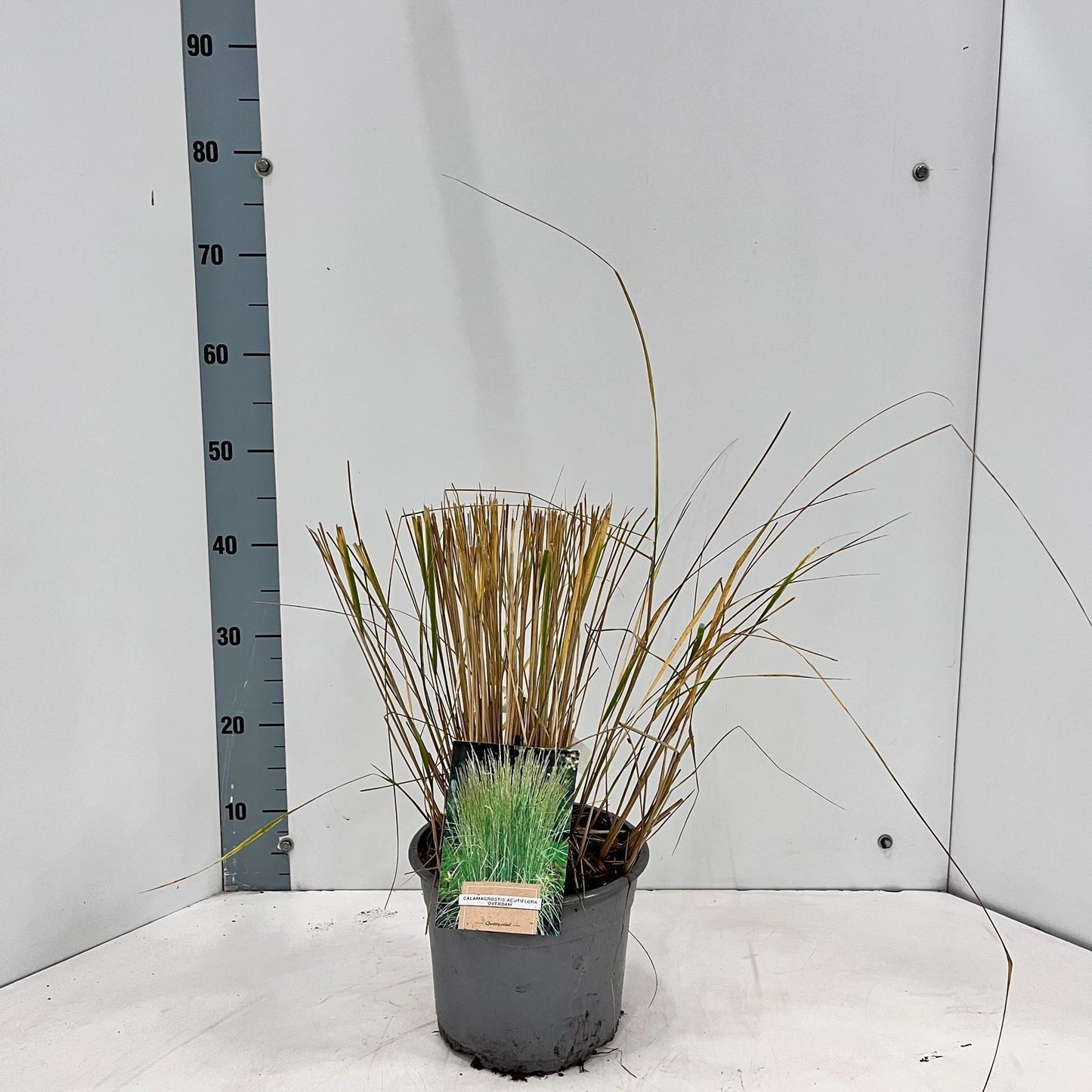 Calamagrostis Overdam 40cm 21cm Pot