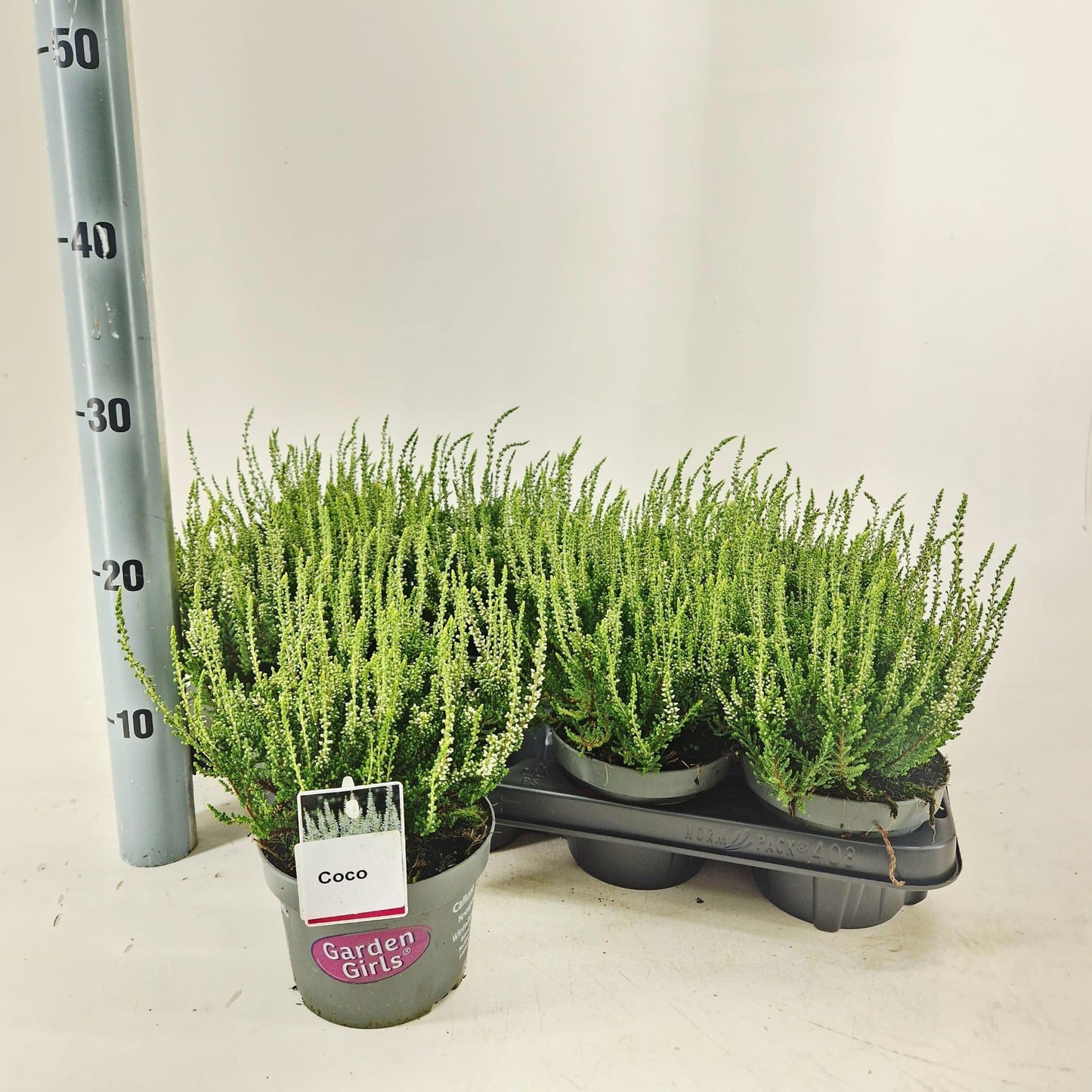 Calluna Garden Girls mix 25cm 13cm Pot