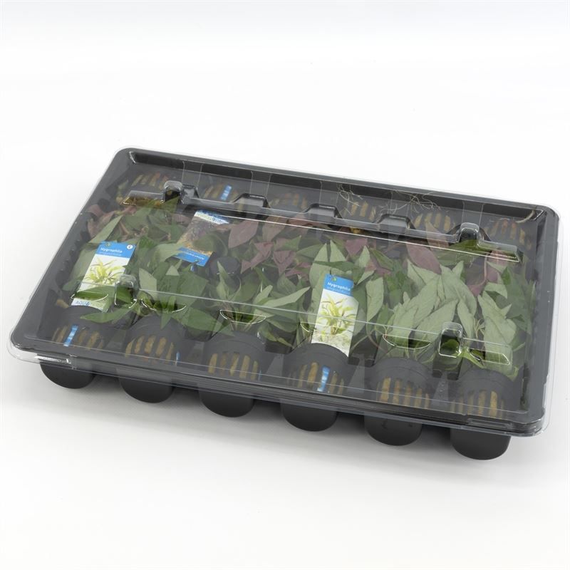 Waterplkw R. Moerings Aquarium plant mix Pack of 120