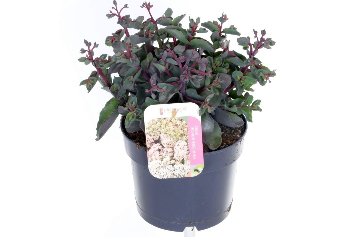 Sedum Seduction Rosé Soirée 30cm 17cm Pot