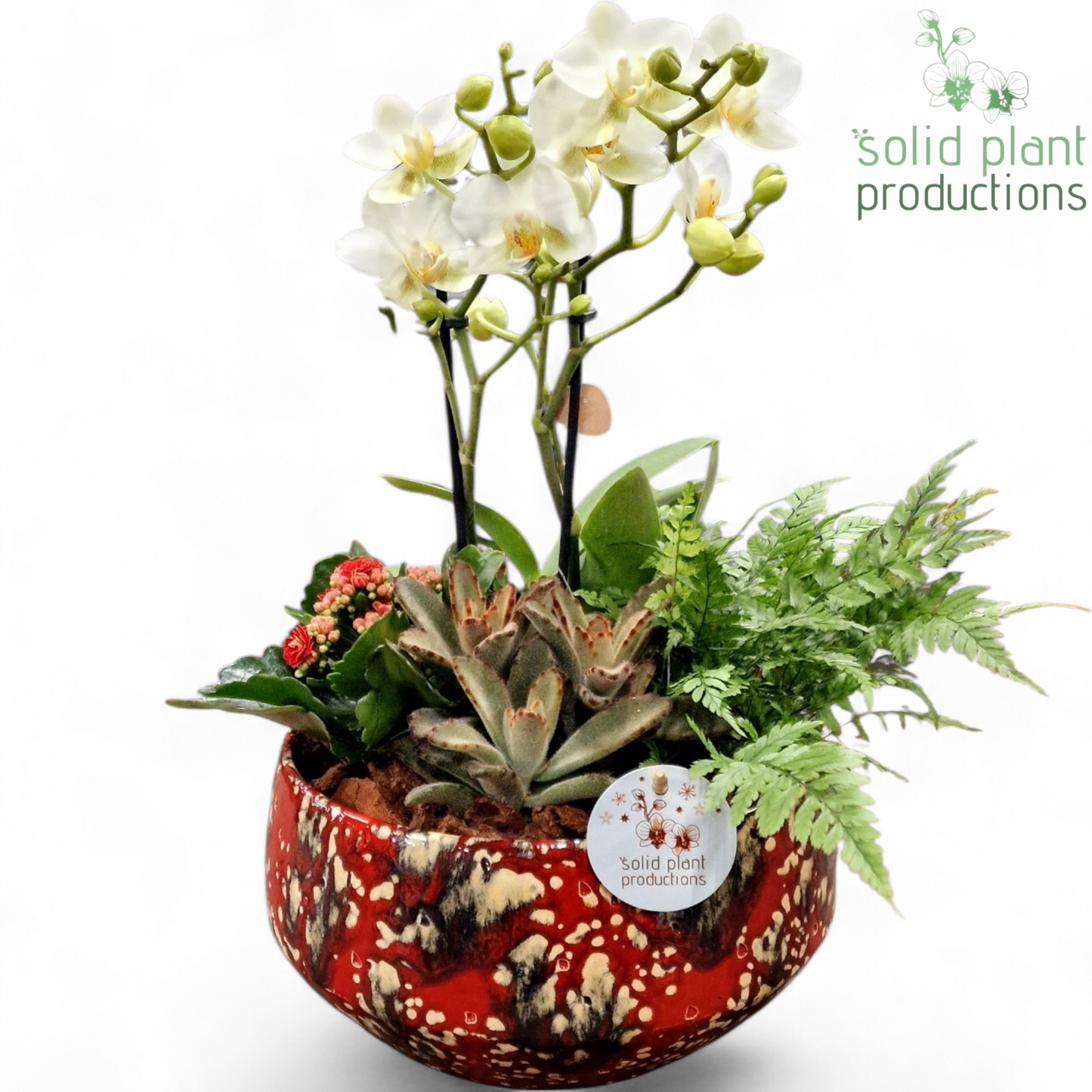 PH092 Sophia Small Red Phalaenopsis 45cm 24cm Pot