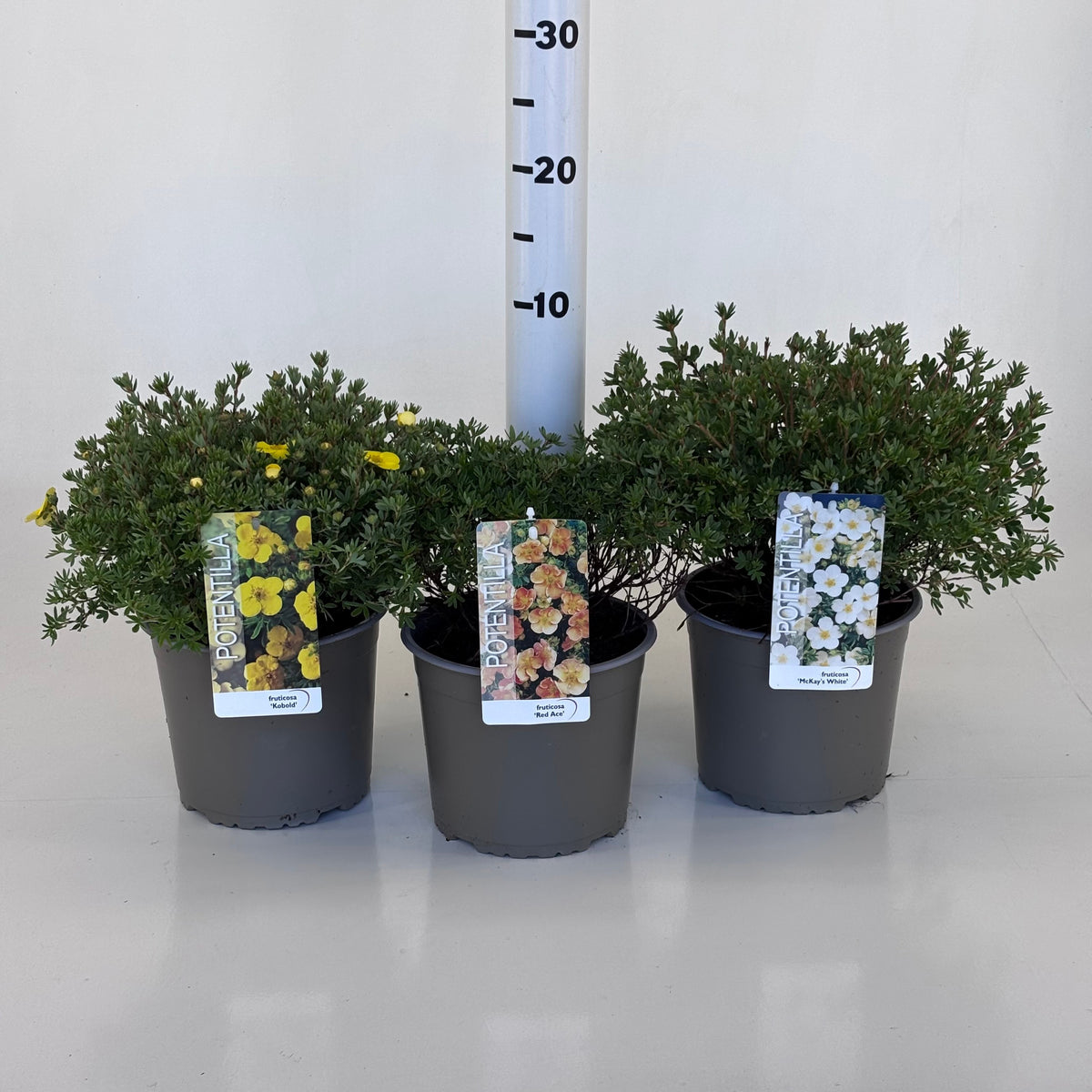 Potentilla fruticosa 20cm 19cm Pot