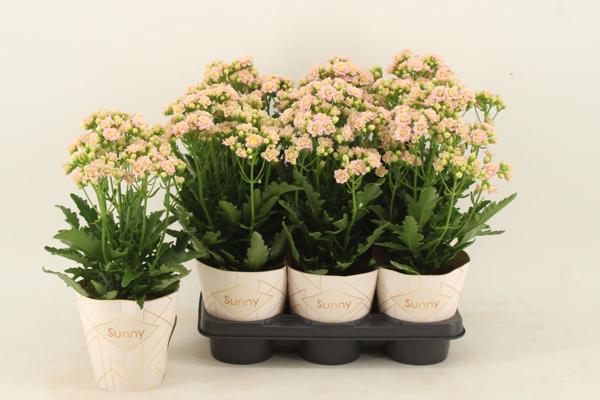 Kal. double Sunny Pink 40cm 14cm Pot