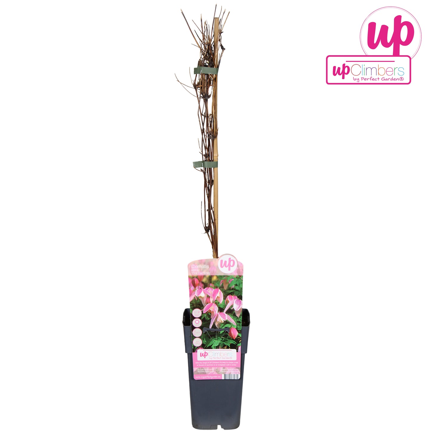Clematis alp. Pink Flamingo 90cm 15cm Pot