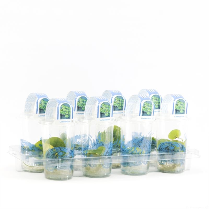 Waterplkw R. Moerings Limnobium spongia Pack of 8
