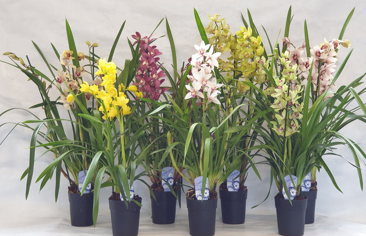 Cymbidium mix 80cm 14cm Pot