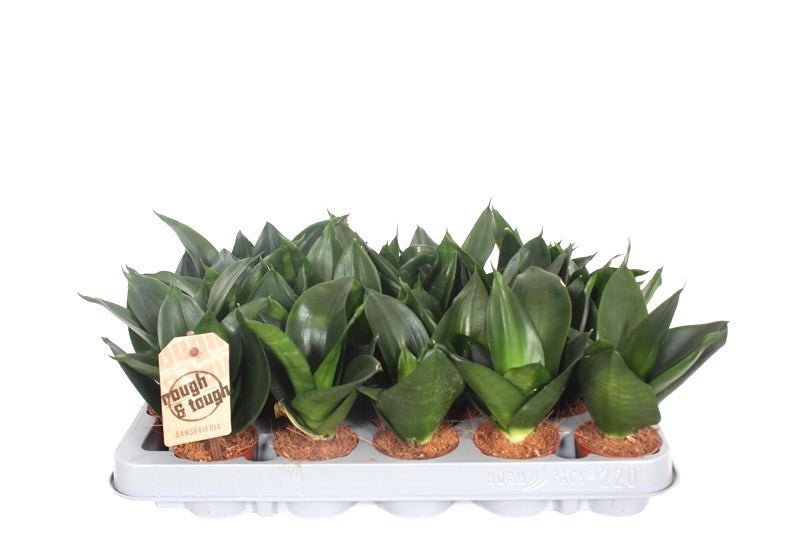 Sansevieria Jade 15cm 6cm Pot