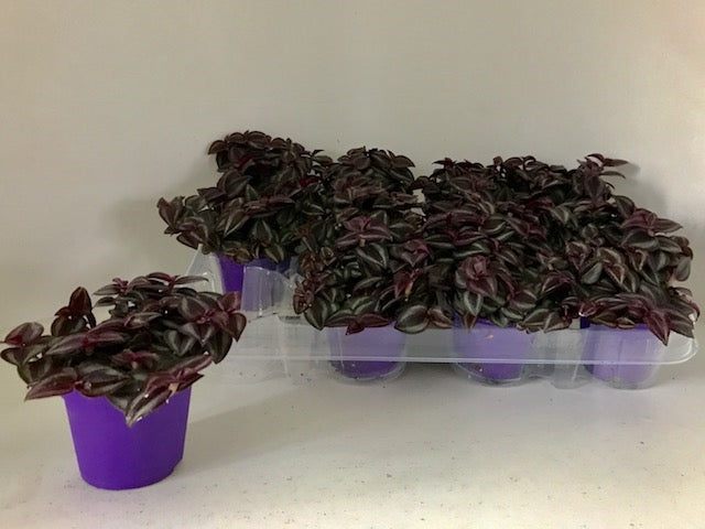 Tradescantia zebrina 7cm 7cm Pot
