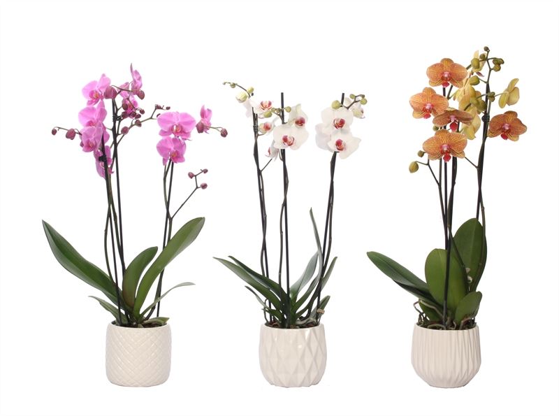 Phalaenopsis mix 55cm 12cm Pot