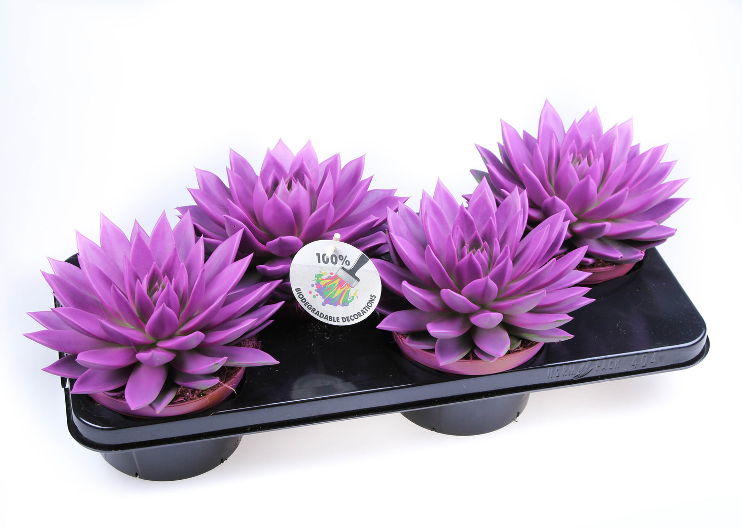 Euro Cactus Holland Bv Rainbow fuchsia Pack of 4