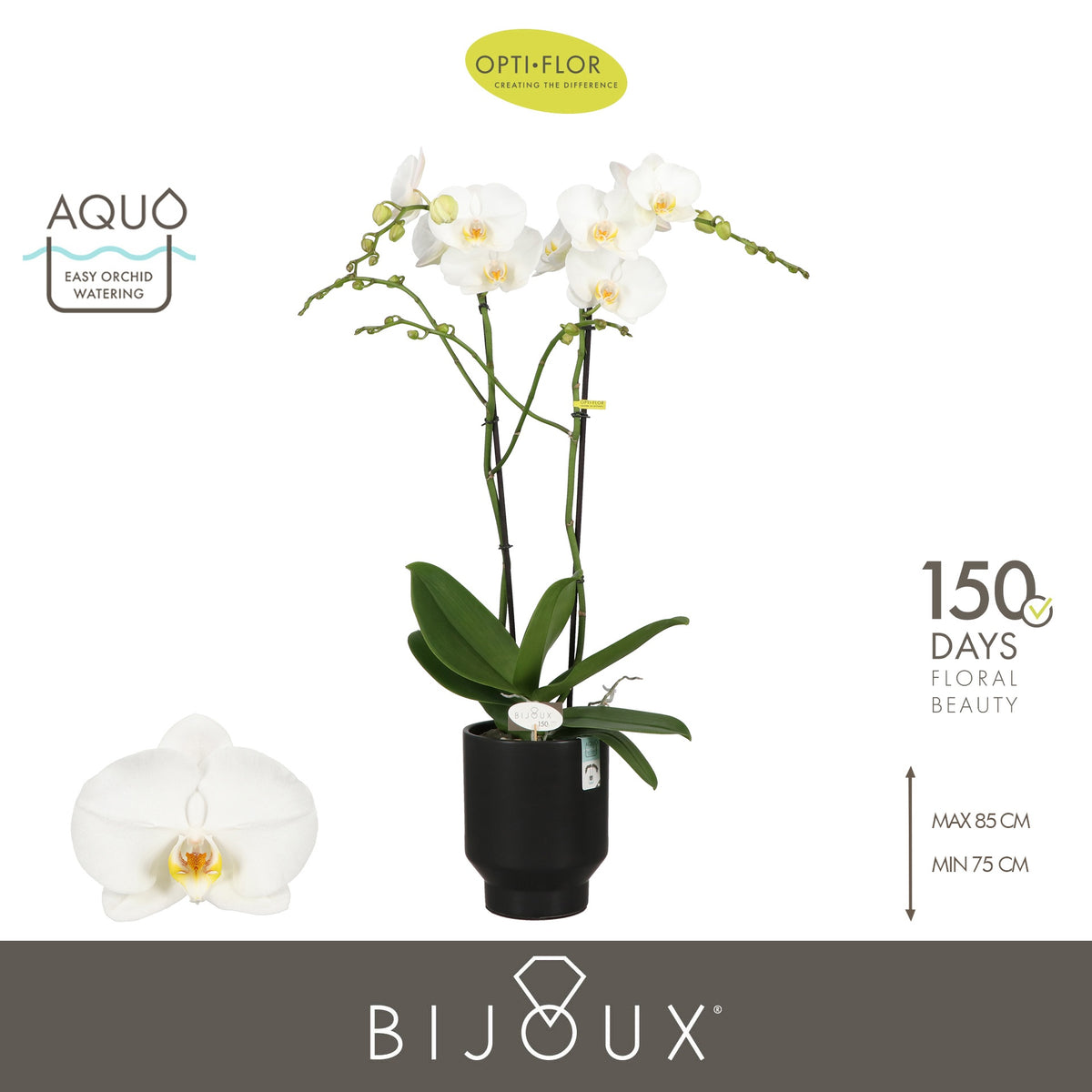 Phalaenopsis white 80cm 15cm Pot