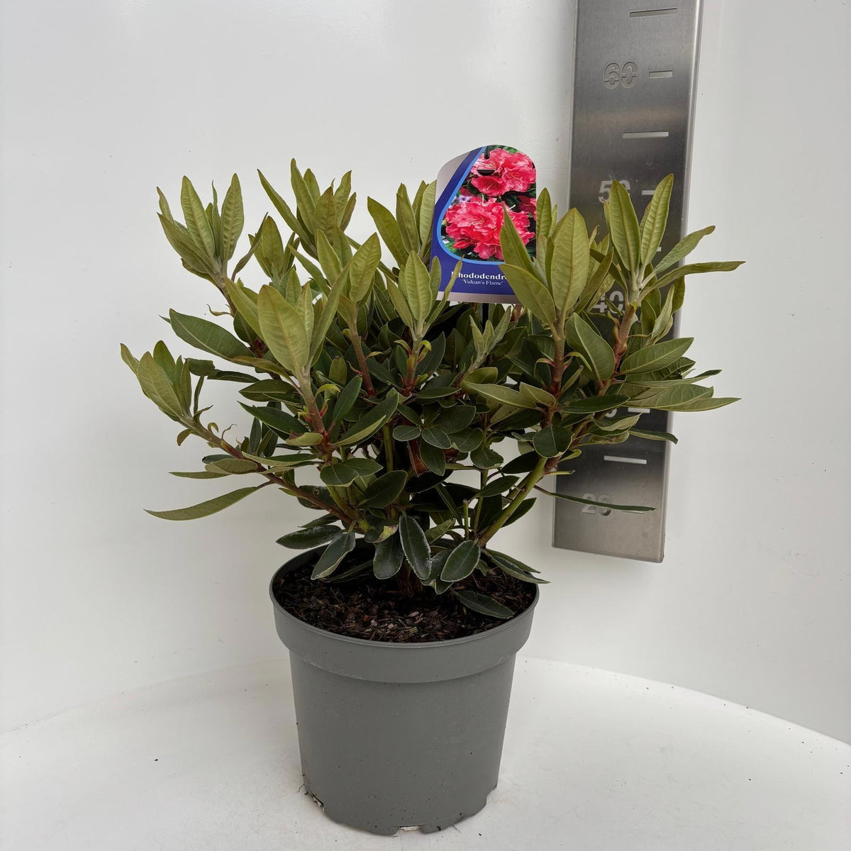 Rhododendron hippophaeoides 45cm 23cm Pot