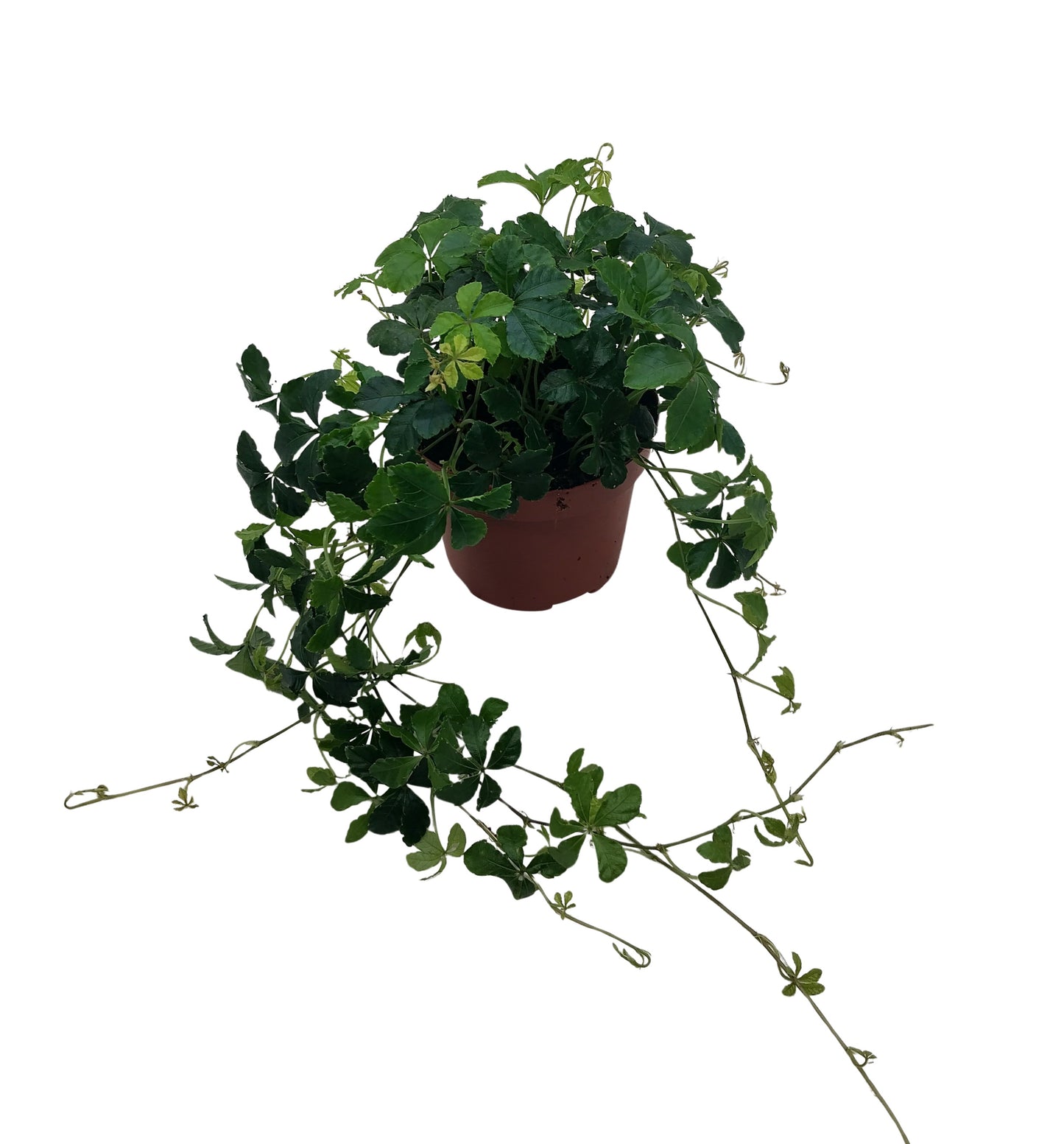 Quakelplant BV Parthenocissus Striata Pack of 8