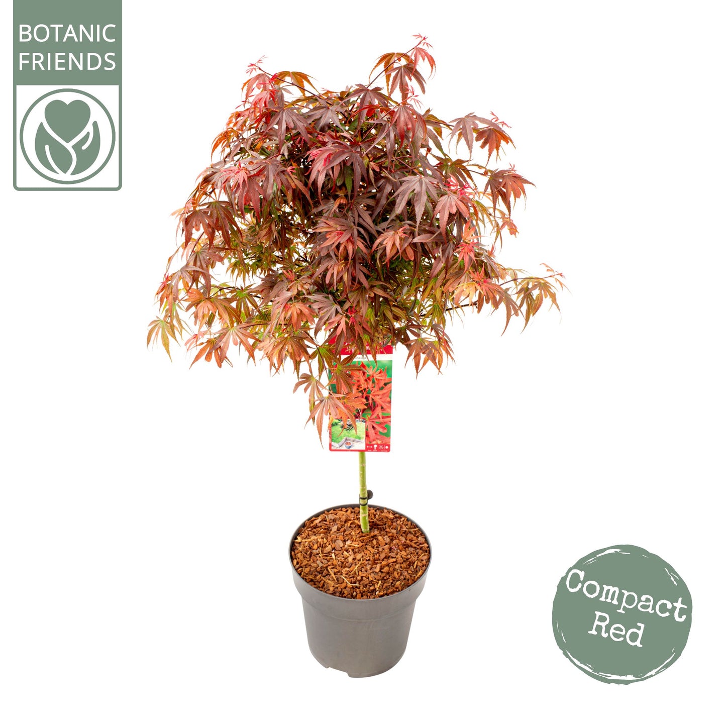 Acer Shaina 120cm 29cm Pot