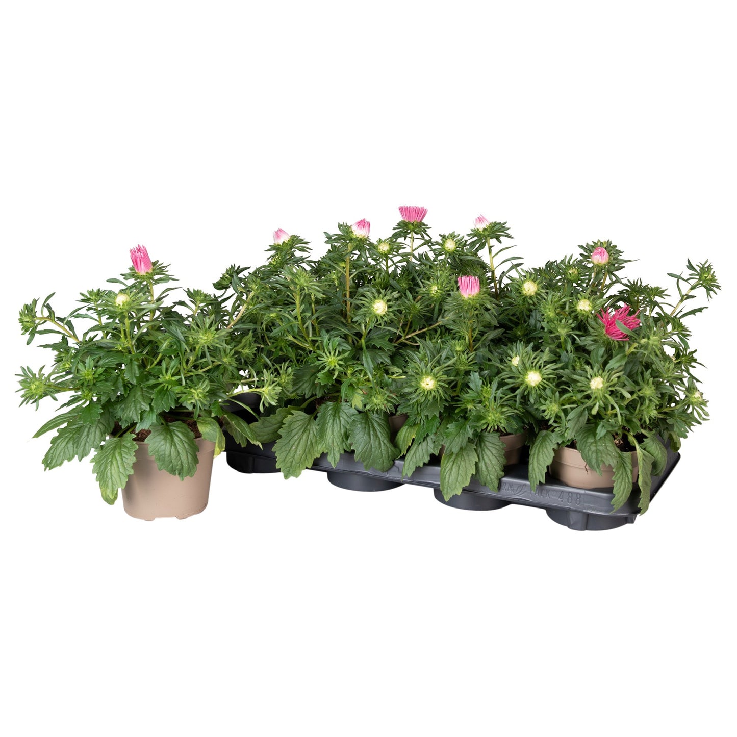 Callistephus chin. Starlight Scarlet 25cm 12cm Pot