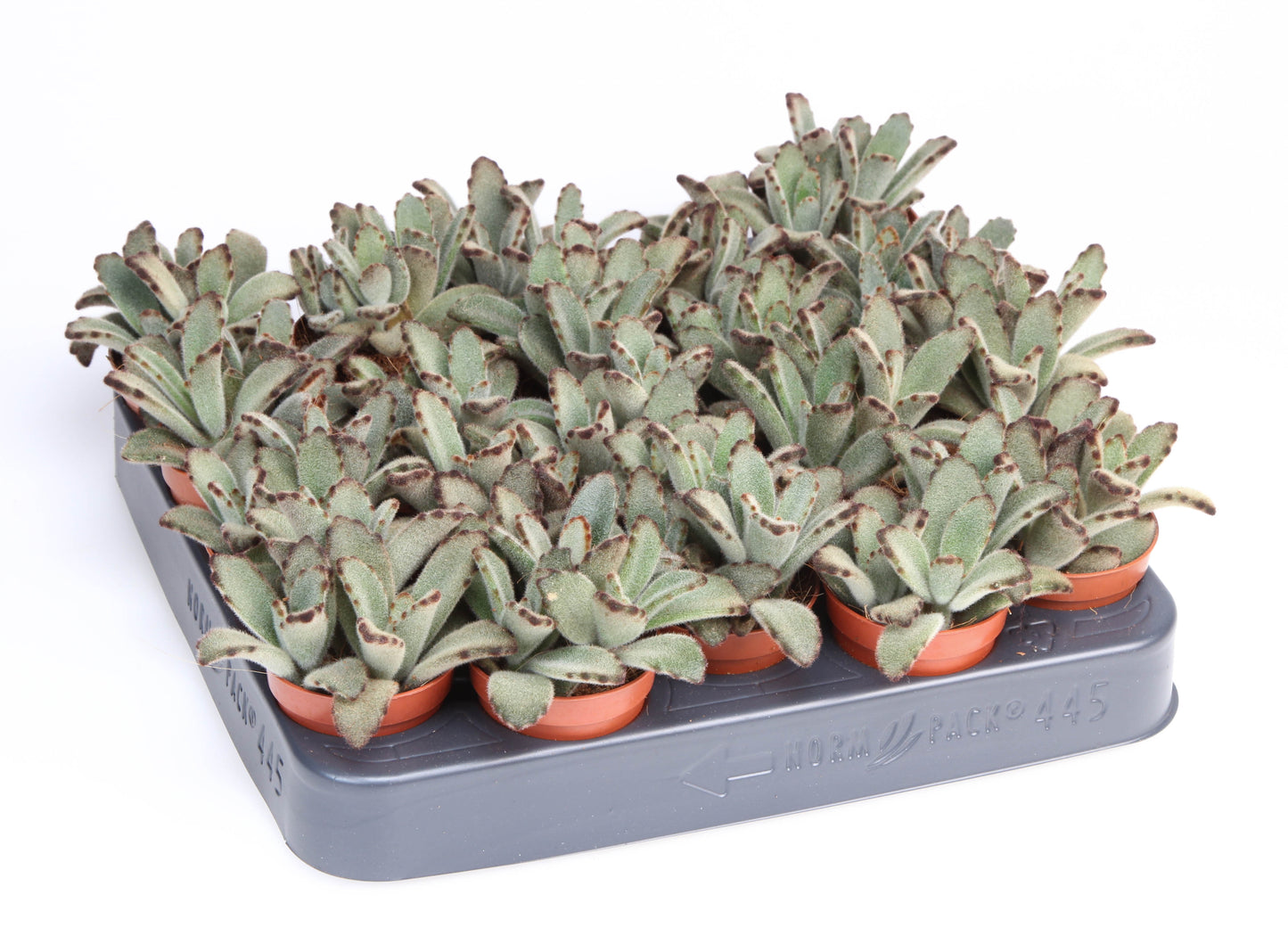 Kalanchoe tomentosa 8cm 505cm Pot