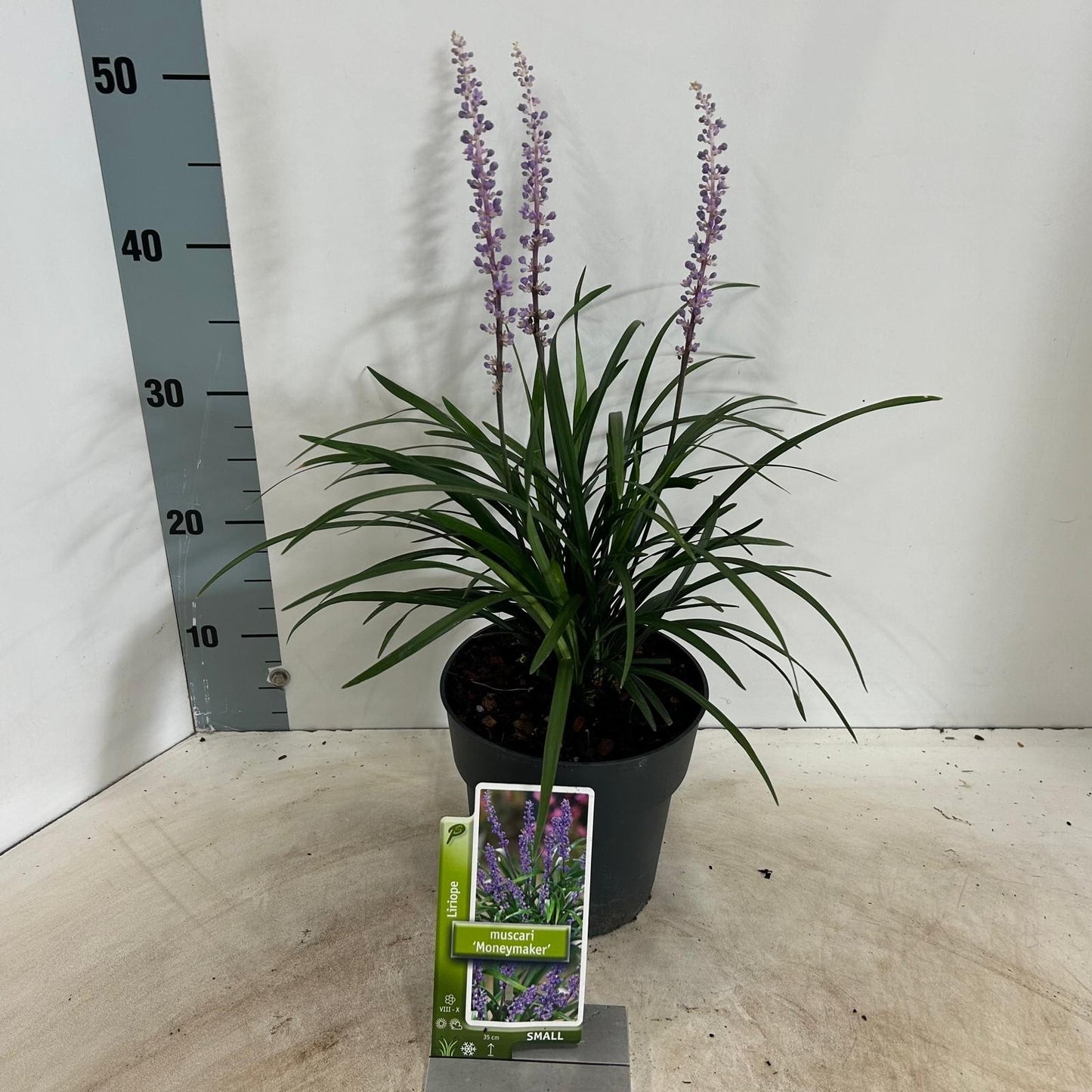 Liriope mus. Moneymaker 40cm 17cm Pot