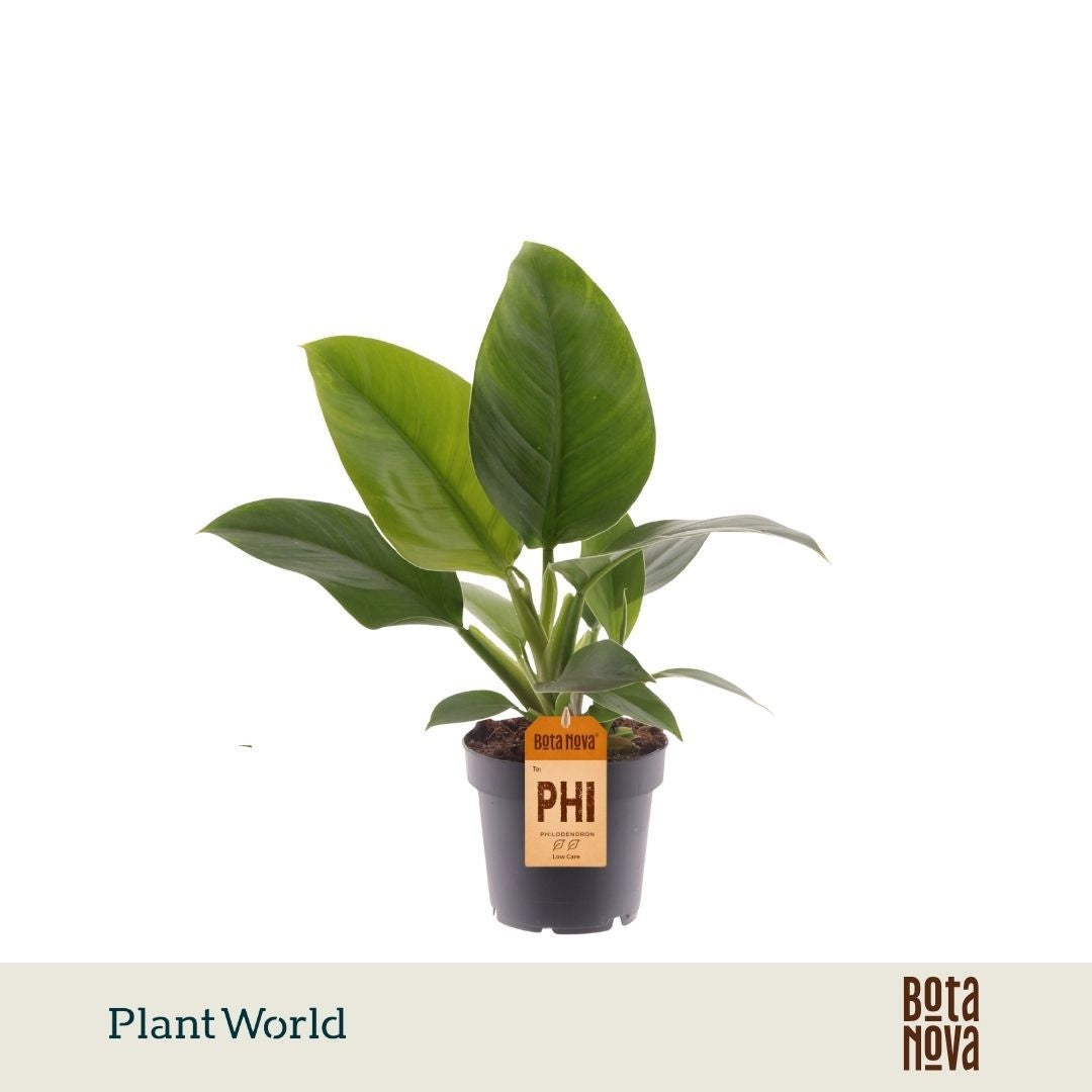 Plantworld Jogrow Philodendron Imperial Green Pack of 10