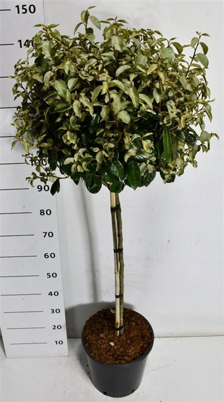 Elaeagnus ebbingei 150cm 32cm Pot