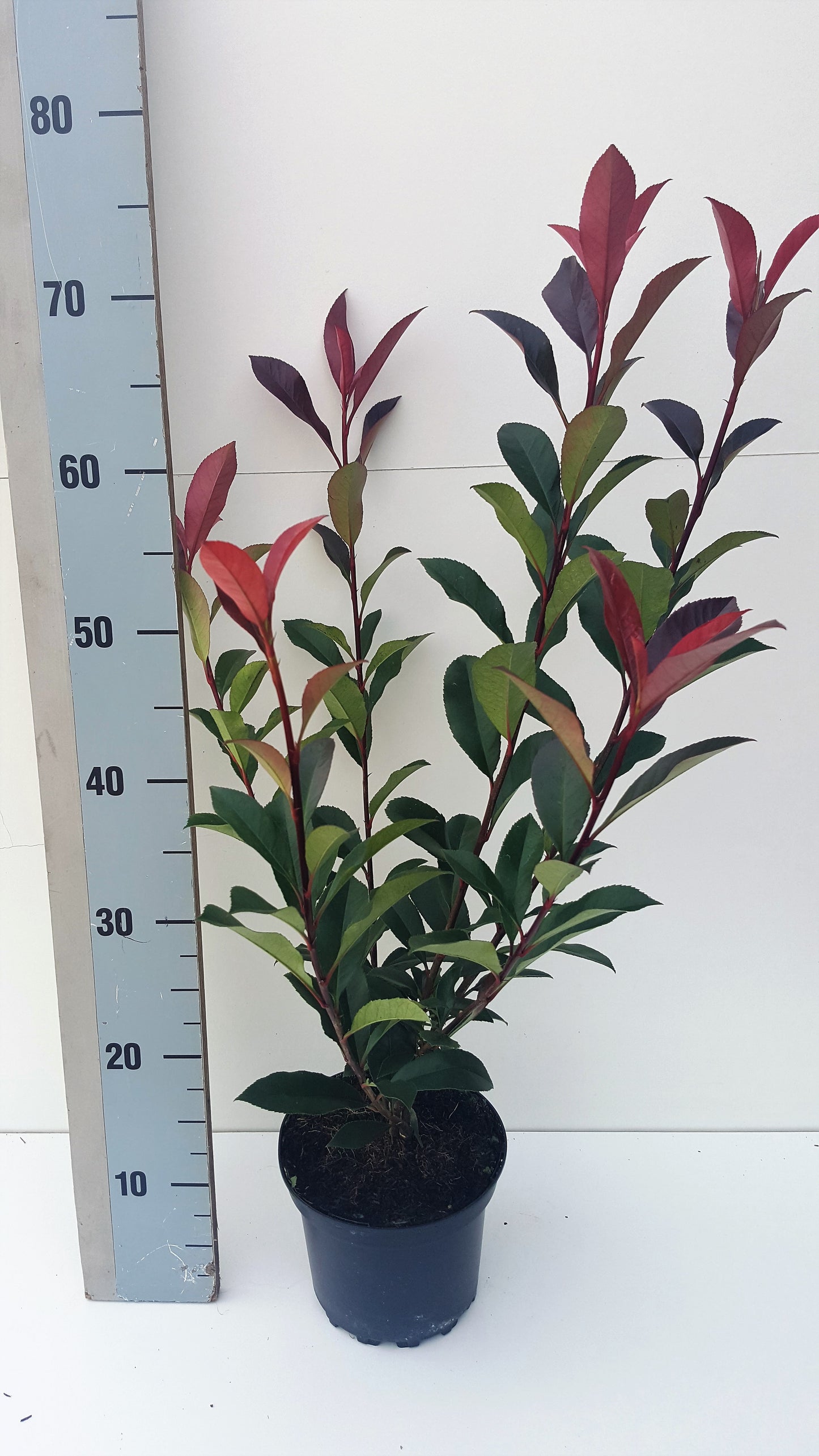 Roessel Tuinpl. VOF, B. v. Photinia Mandarino Pack of 6