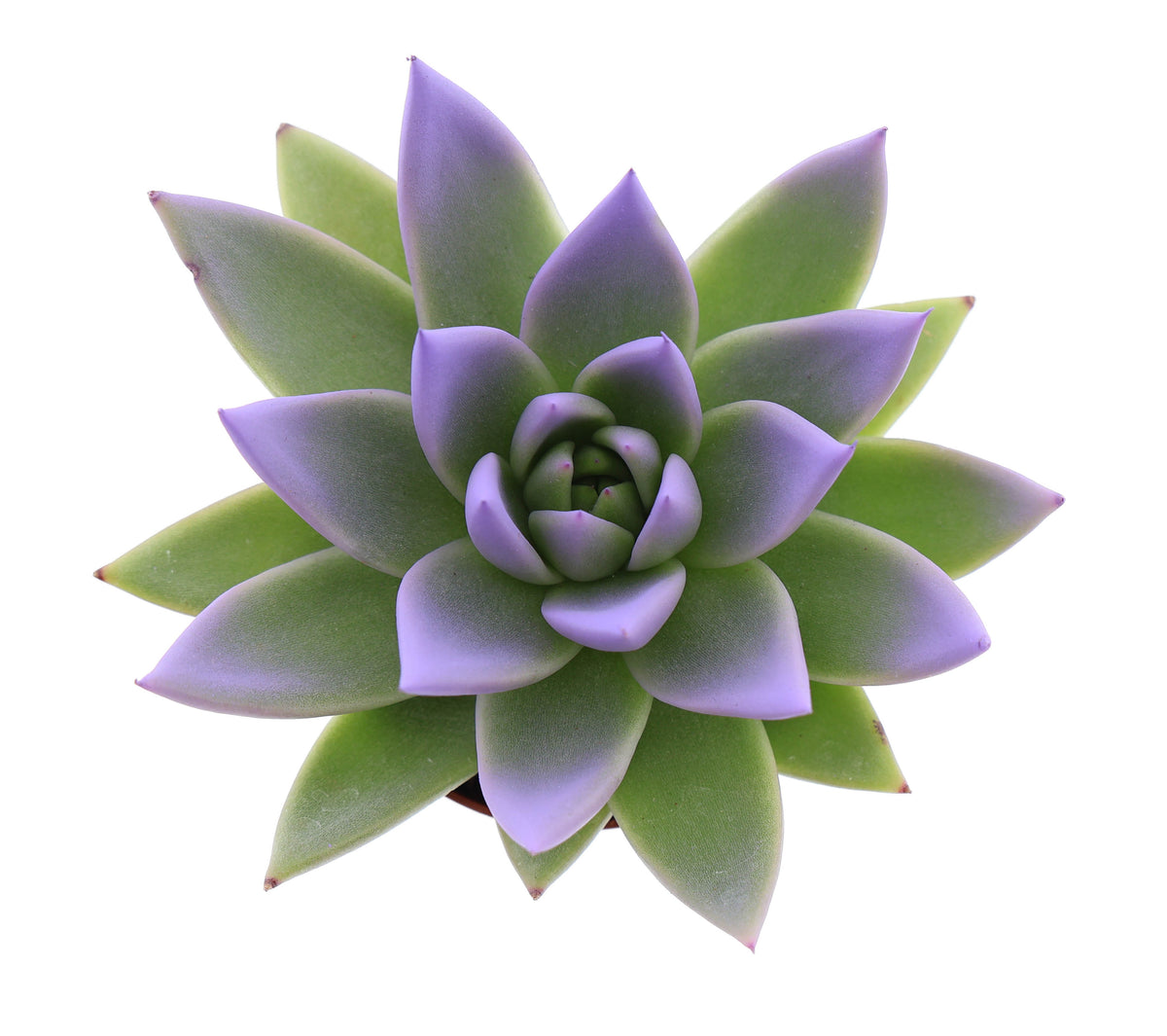 Miranda tips dark milka 8cm 6cm Pot