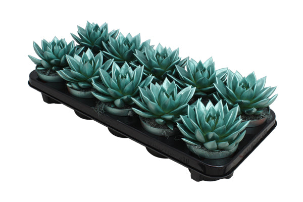 Echeveria Miranda 13cm 10.5cm Pot