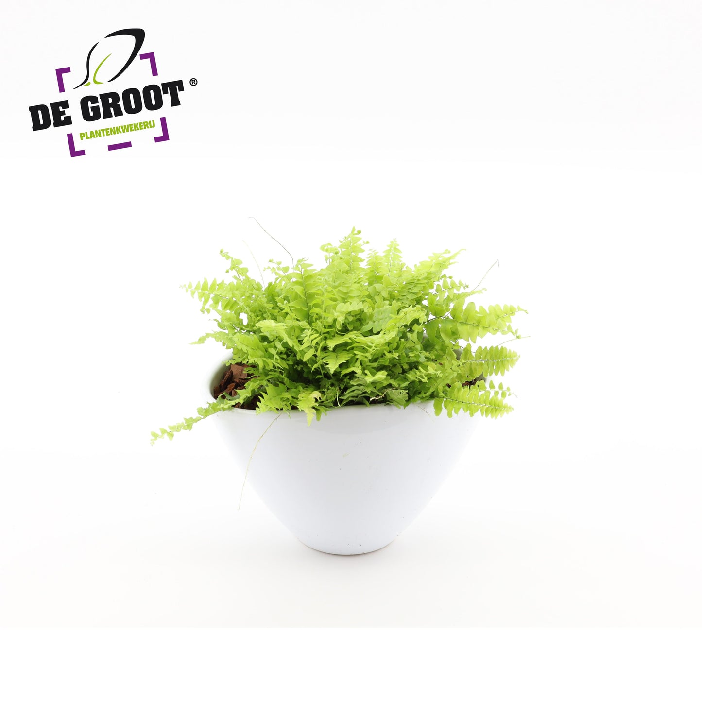 arr. Plants 18cm Pot