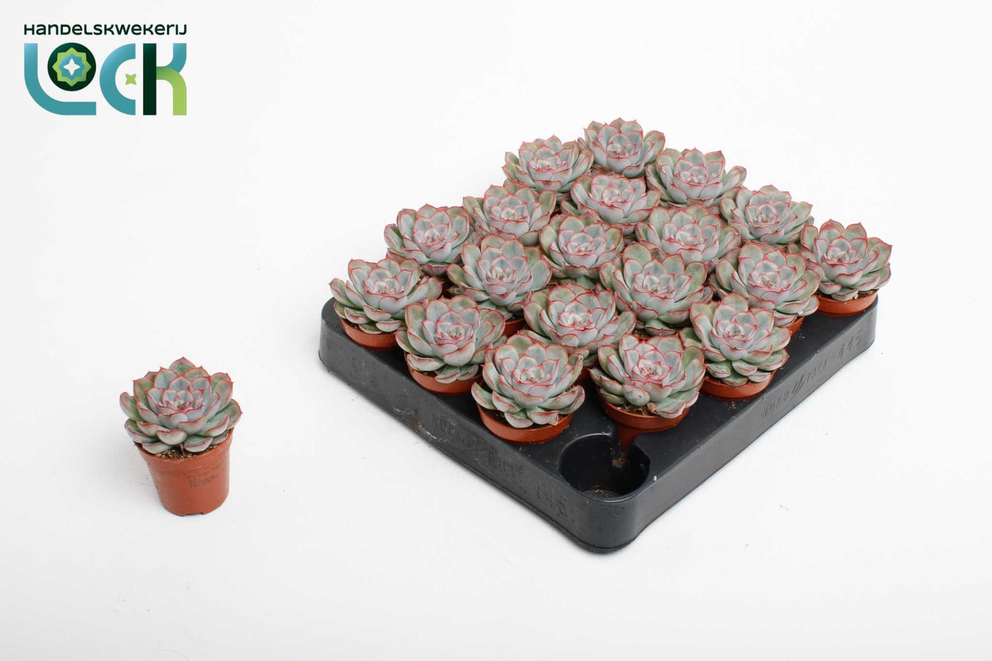 Echeveria deremensis 10cm 505cm Pot