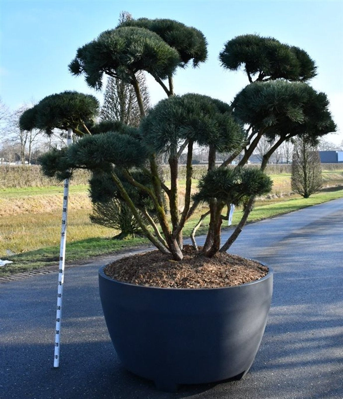 Pinus sylvestris Watereri 300cm 140cm Pot