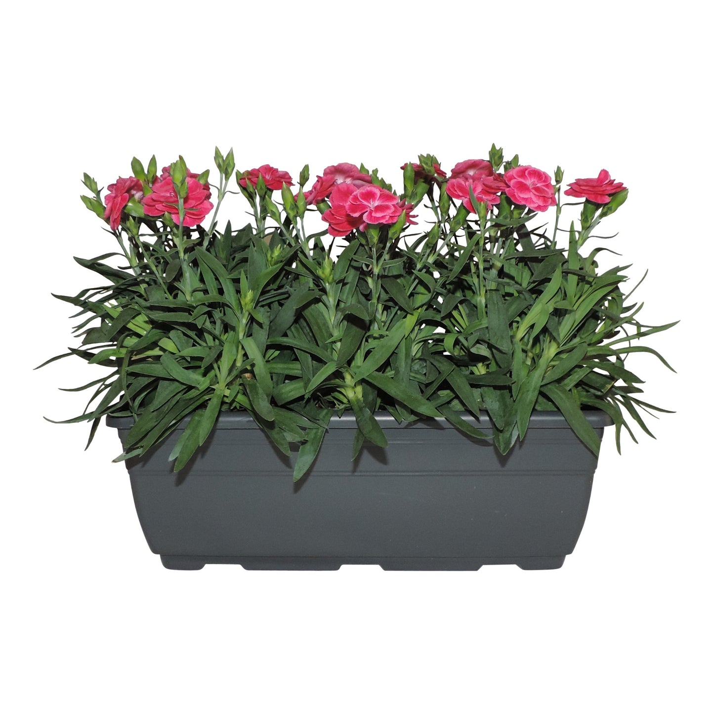 Dianthus Oscar Purple Star 20cm 27cm Pot