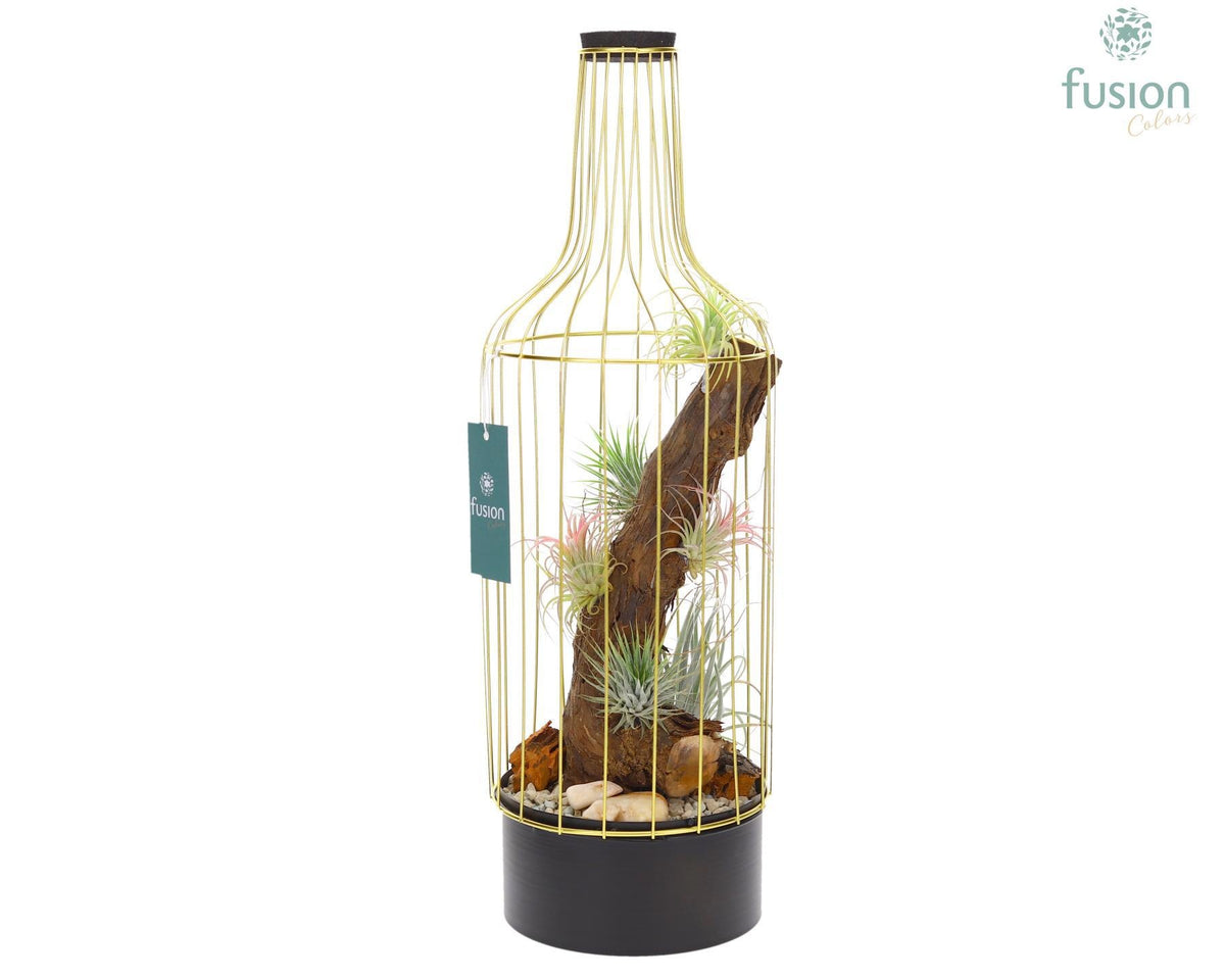 arr. Tillandsia 55cm 15cm Pot