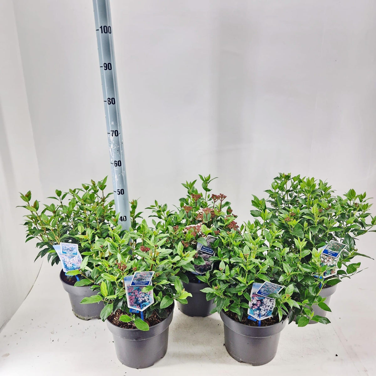 Viburnum tinus 45cm 23cm Pot