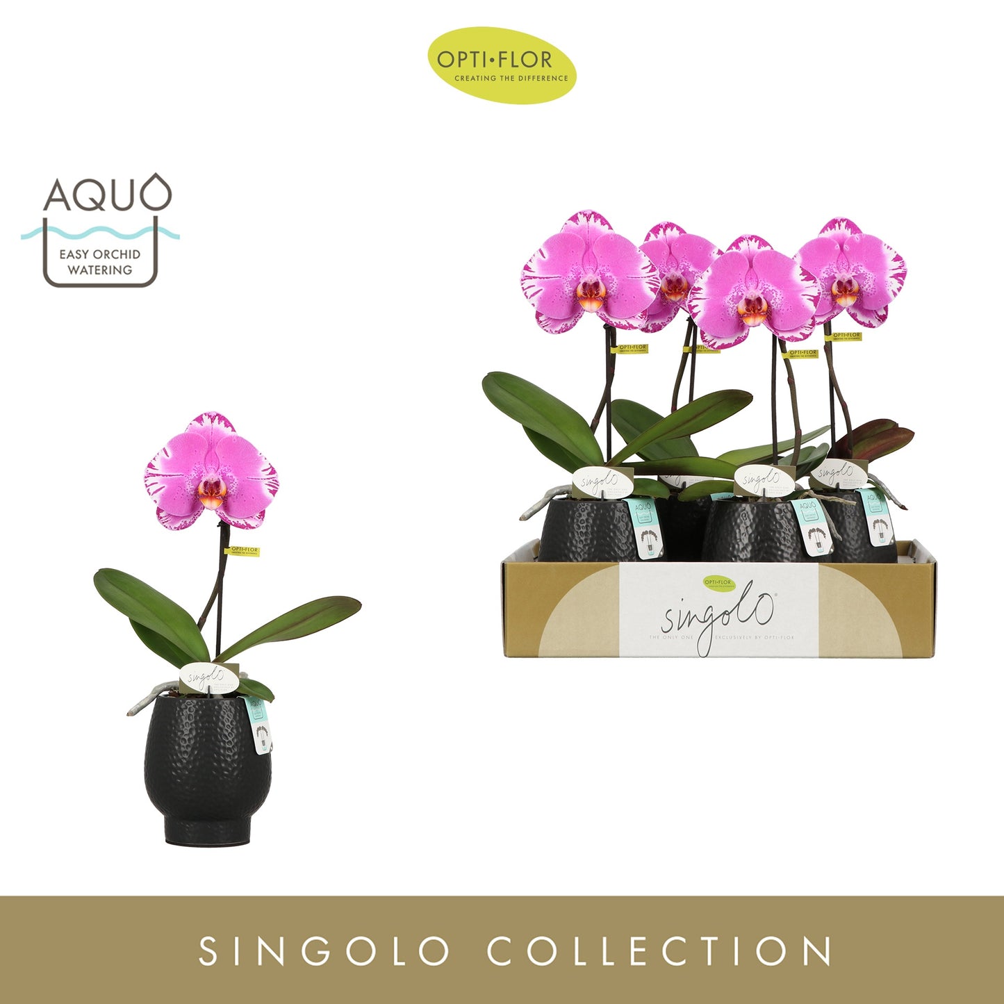 Opti-Flor Phalaenopsis Singolo Shima (+ drp.ceramic) Pack of 4