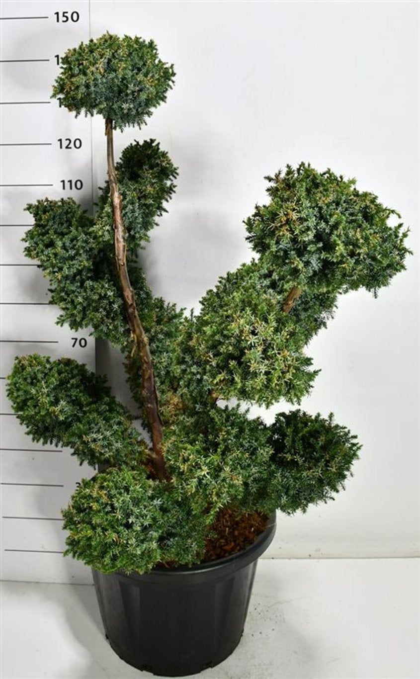 Juniperus Blue Alps 130cm 48cm Pot