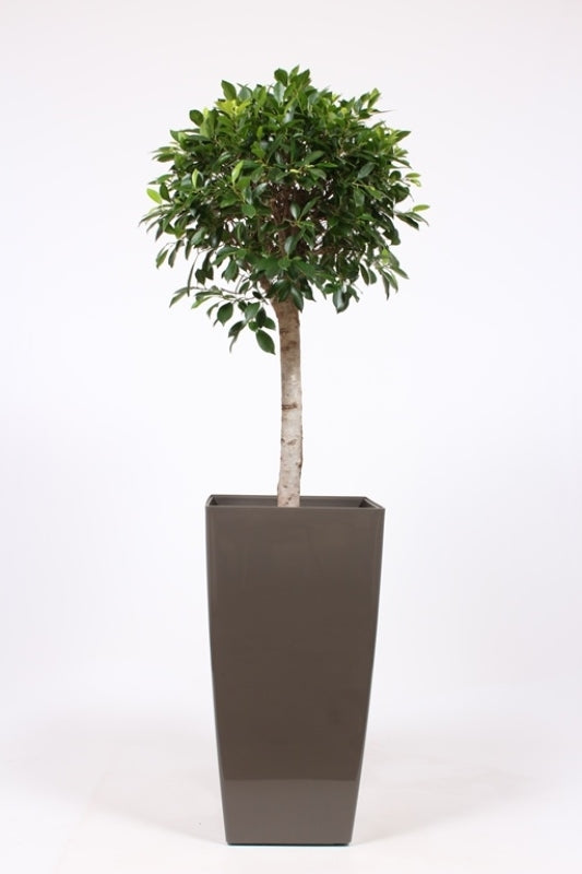 Ficus benjamina 180cm 40cm Pot