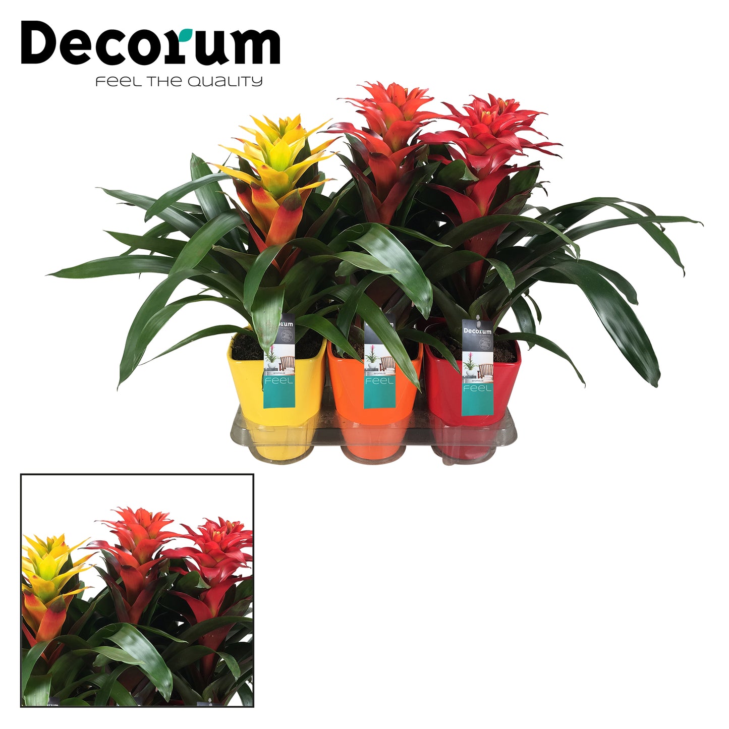 Guzmania Squarrosa mix (+ drp.ceramic) 45cm 14cm Pot