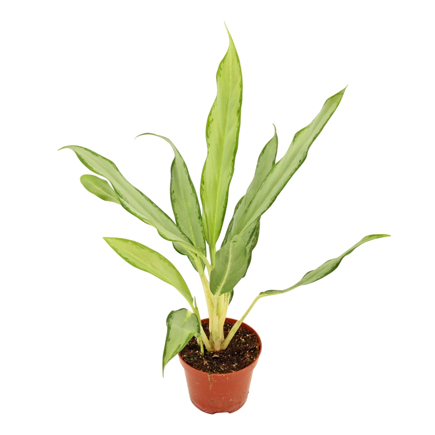 Aglaonema White Lance 30cm 9cm Pot