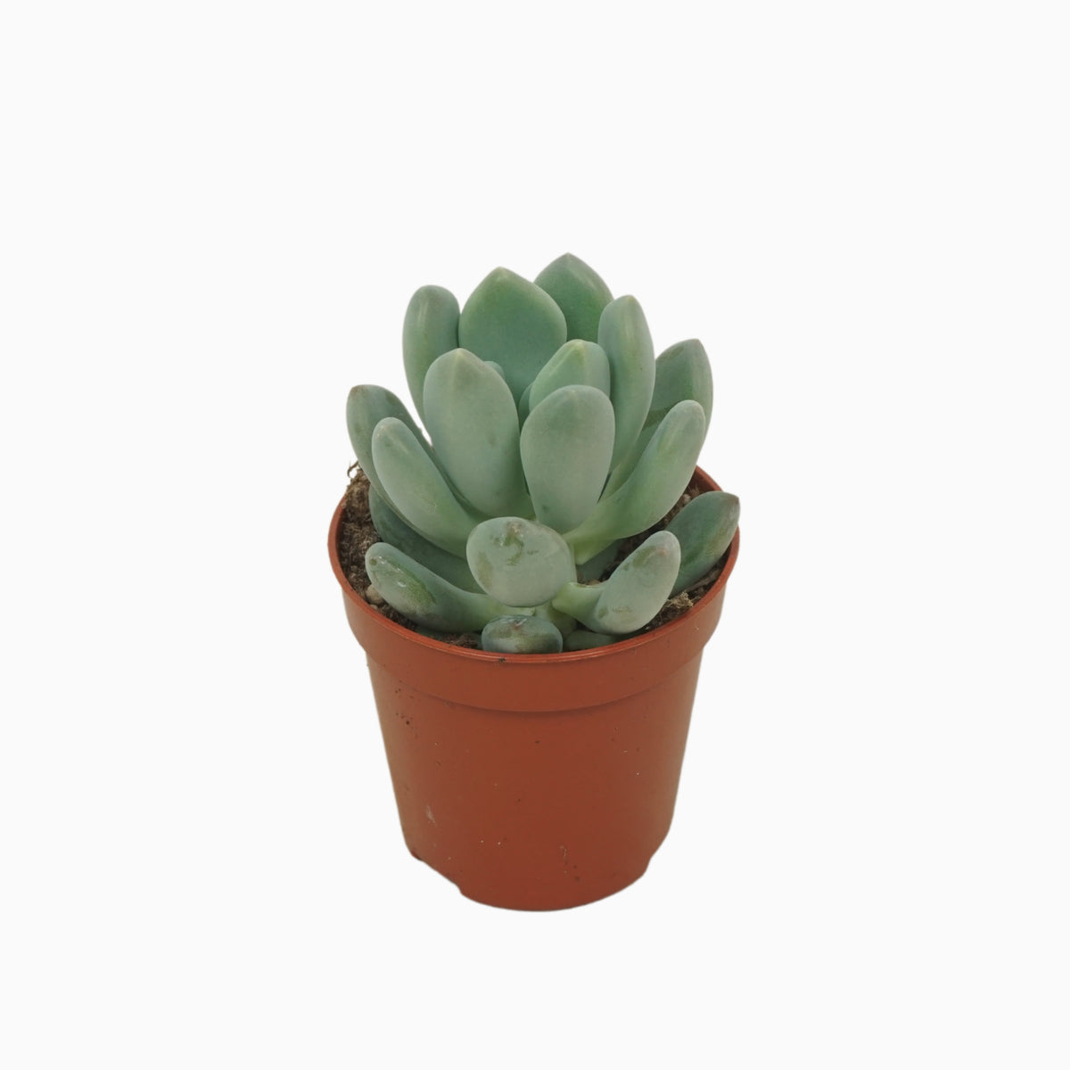 Pachyveria scheideckeri 8cm 5.5cm Pot