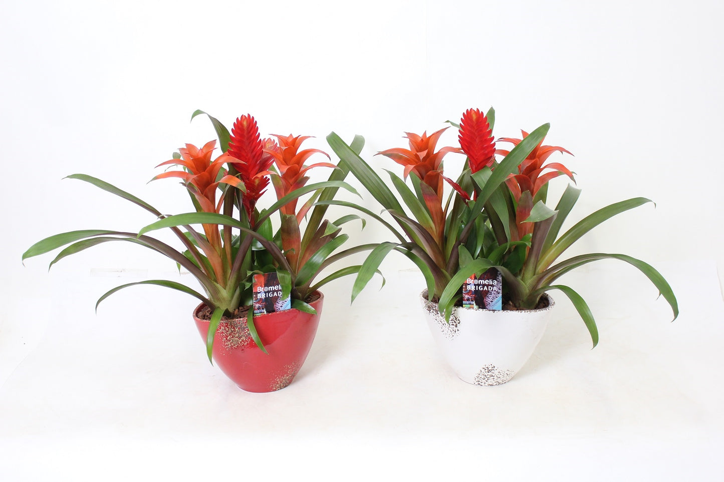 Bromelia mix 45cm 20cm Pot